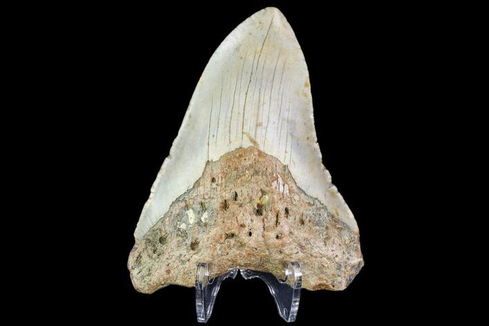 Bargain, Fossil Megalodon Tooth - North Carolina #109673